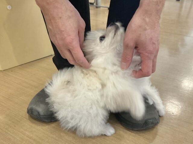 チワプー