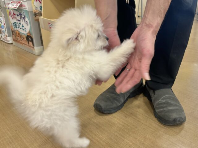 チワプー