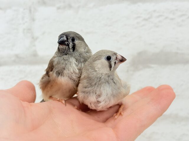 【最新画像更新🪄もうすぐひとり餌☆】食欲旺盛☆ぱやぱやコンビ🐣💖ジャンボキンカチョウ ヒナ ジャンボキンカチョウ