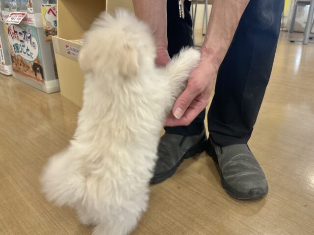 チワプー