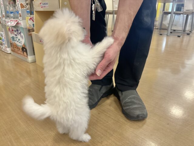 チワプー