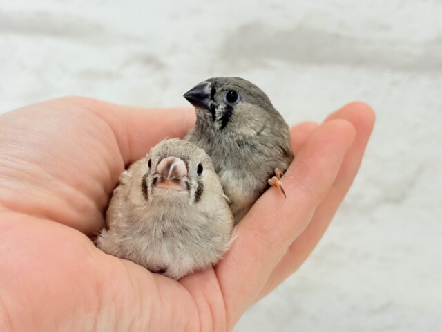 【最新画像更新🪄もうすぐひとり餌☆】食欲旺盛☆ぱやぱやコンビ🐣💖ジャンボキンカチョウ ヒナ ジャンボキンカチョウ