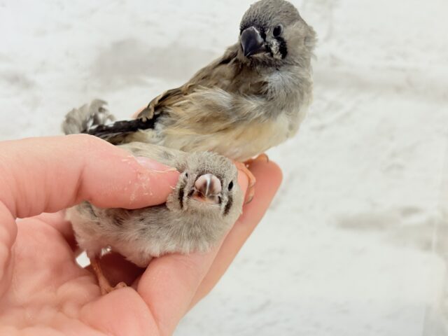 【最新画像更新🪄もうすぐひとり餌☆】食欲旺盛☆ぱやぱやコンビ🐣💖ジャンボキンカチョウ ヒナ ジャンボキンカチョウ