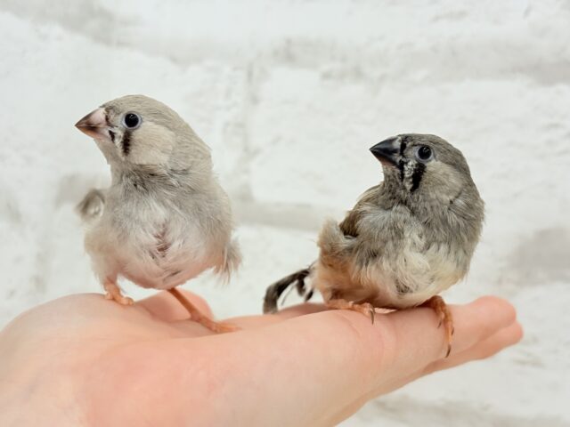 【最新画像更新🪄もうすぐひとり餌☆】食欲旺盛☆ぱやぱやコンビ🐣💖ジャンボキンカチョウ ヒナ ジャンボキンカチョウ