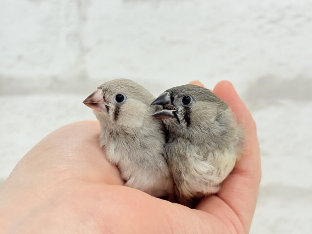 【最新画像更新🪄もうすぐひとり餌☆】食欲旺盛☆ぱやぱやコンビ🐣💖ジャンボキンカチョウ ヒナ ジャンボキンカチョウ