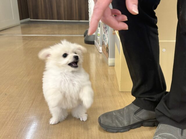 チワプー
