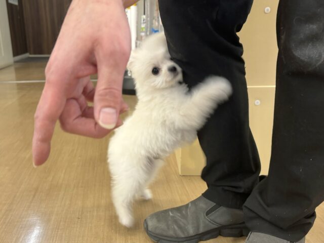 チワプー