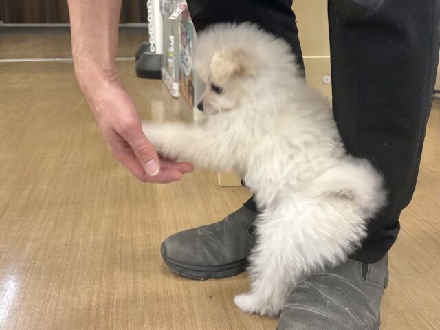 チワプー