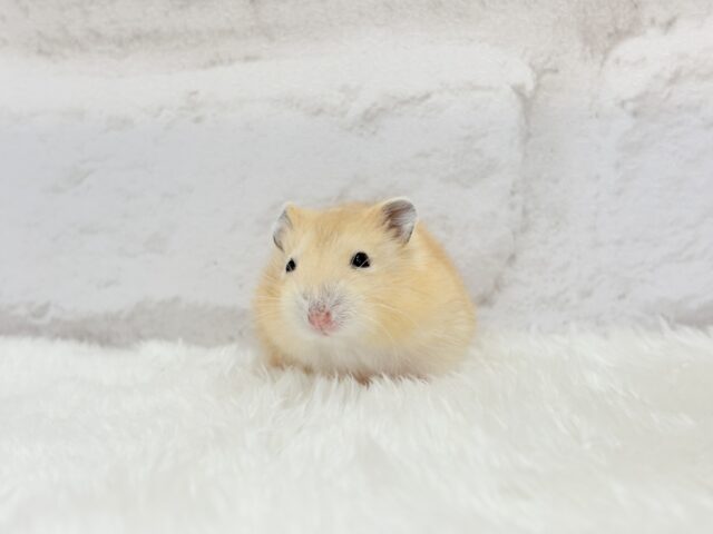 表情豊かなプリンちゃん🐹🍮イエロープディングハムスター(男の子) ジャンガリアン