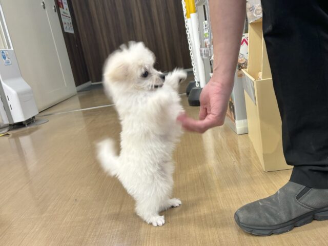 チワプー