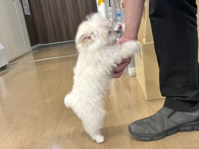 チワプー