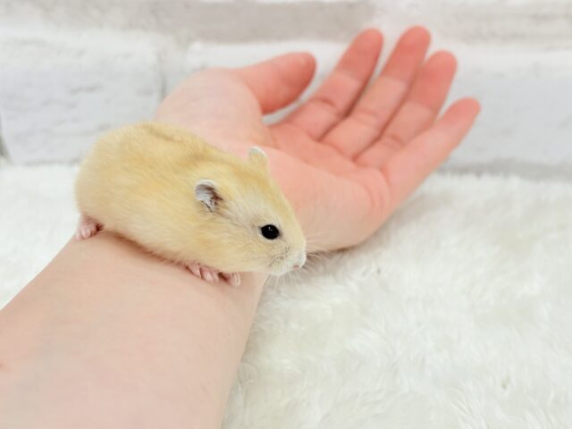表情豊かなプリンちゃん🐹🍮イエロープディングハムスター(男の子) ジャンガリアン