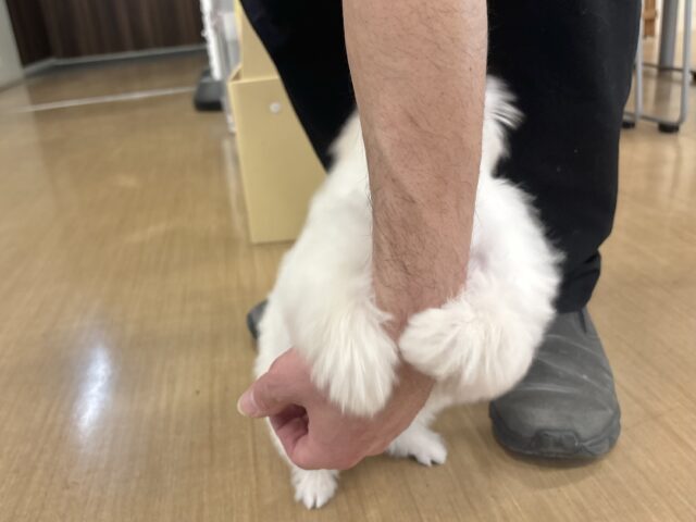 チワプー