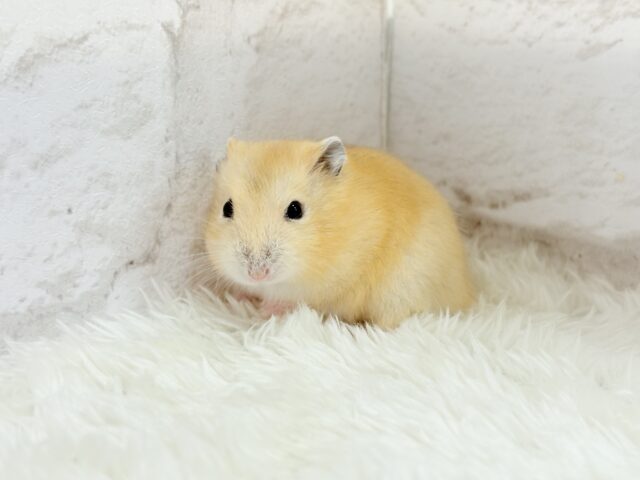 表情豊かなプリンちゃん🐹🍮イエロープディングハムスター(男の子) ジャンガリアン