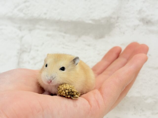 表情豊かなプリンちゃん🐹🍮イエロープディングハムスター(男の子) ジャンガリアン