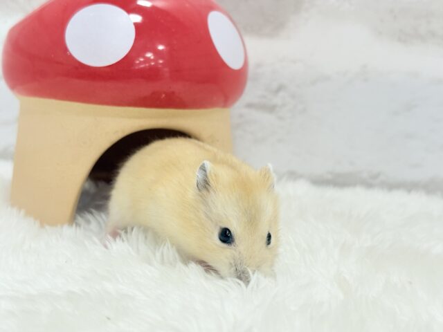 表情豊かなプリンちゃん🐹🍮イエロープディングハムスター(男の子) ジャンガリアン