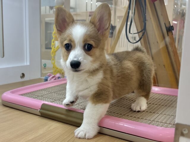超ホヤホヤ最新画像✨愛の突撃の準備満タンです♡コーギーちゃん! ウェルシュコーギー・ペンブローグ