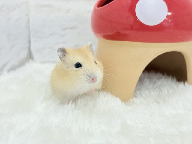 表情豊かなプリンちゃん🐹🍮イエロープディングハムスター(男の子) ジャンガリアン