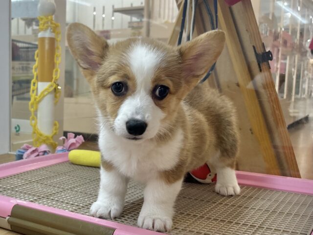 超ホヤホヤ最新画像✨愛の突撃の準備満タンです♡コーギーちゃん! ウェルシュコーギー・ペンブローグ
