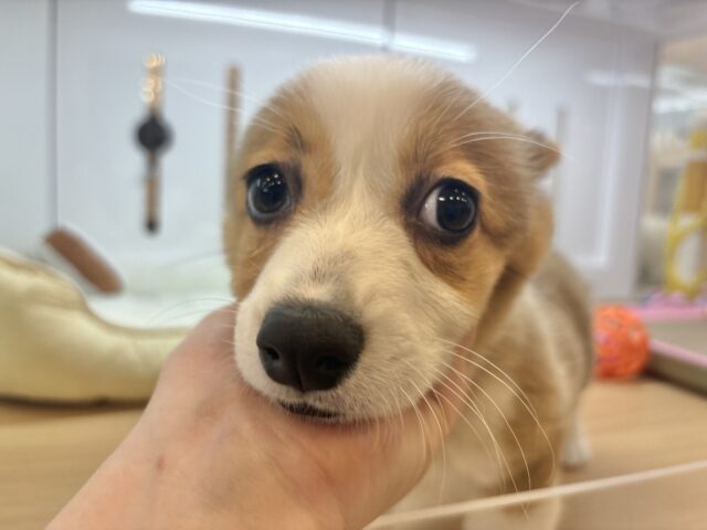 超ホヤホヤ最新画像✨愛の突撃の準備満タンです♡コーギーちゃん! ウェルシュコーギー・ペンブローグ