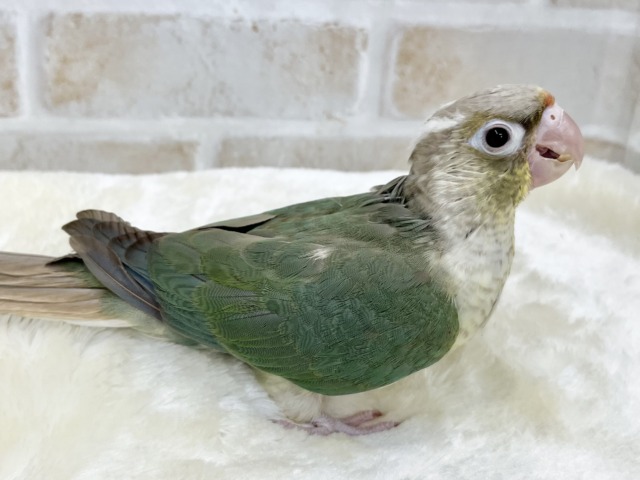 【🆙最新画像あり‼️】人と遊ぶの大好き🤩🎶 ウロコインコ(ブルーシナモン) ホオミドリウロコインコ