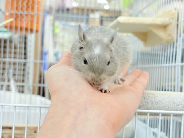 【最新画像・動画更新🪄】おでこの模様がトレードマーク🪅デグー(ブルーパイド) 女の子 デグー