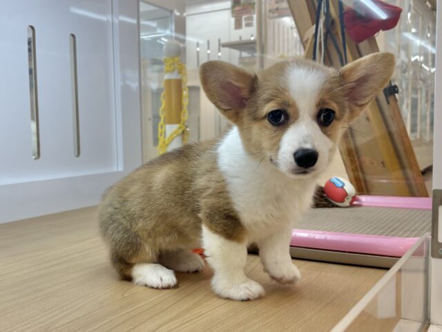 超ホヤホヤ最新画像✨愛の突撃の準備満タンです♡コーギーちゃん! ウェルシュコーギー・ペンブローグ