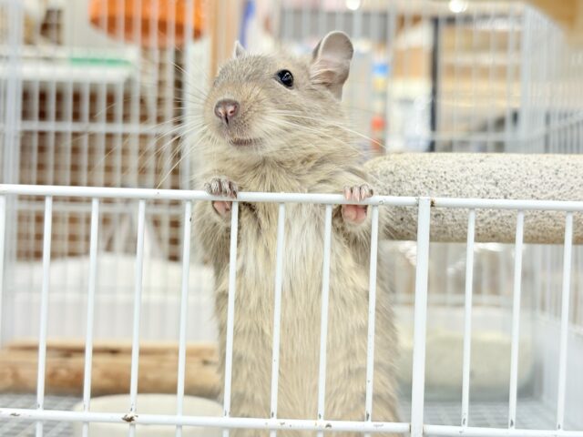 デグー