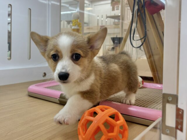 超ホヤホヤ最新画像✨愛の突撃の準備満タンです♡コーギーちゃん! ウェルシュコーギー・ペンブローグ