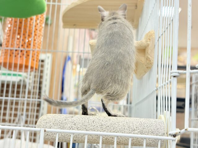 デグー
