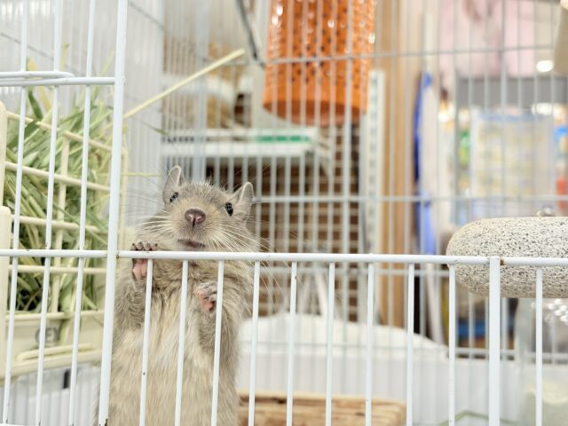 デグー