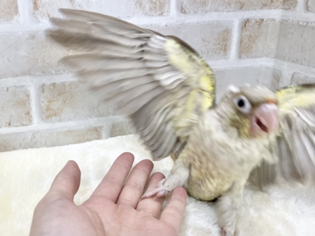 【🆙最新画像あり‼️】人と遊ぶの大好き🤩🎶 ウロコインコ(ブルーシナモン) ホオミドリウロコインコ