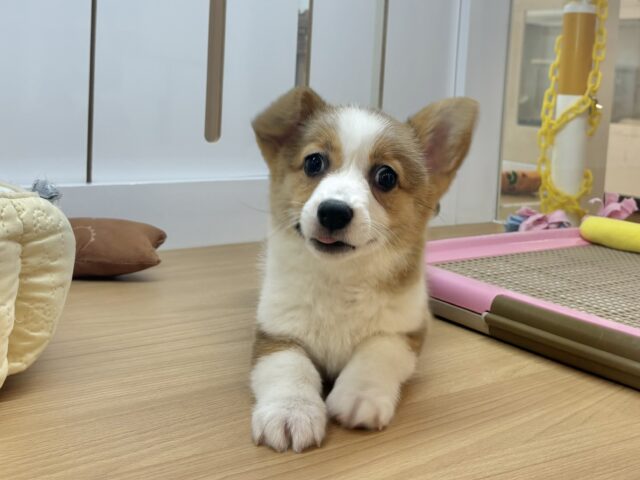 超ホヤホヤ最新画像✨愛の突撃の準備満タンです♡コーギーちゃん! ウェルシュコーギー・ペンブローグ