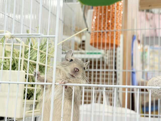 デグー