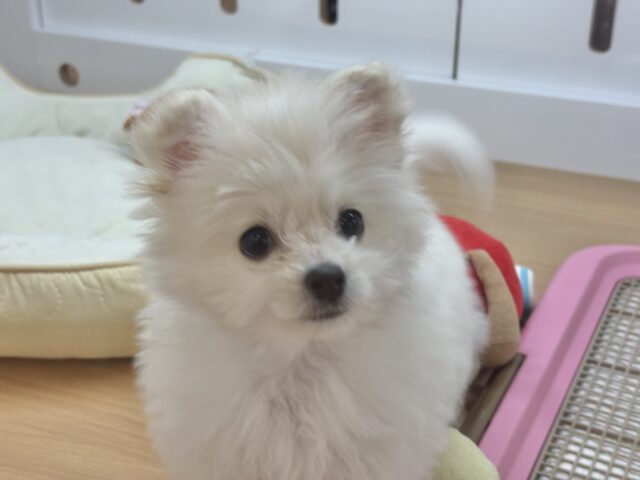 チワプー