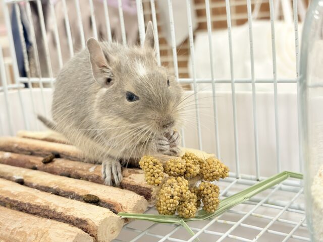 デグー