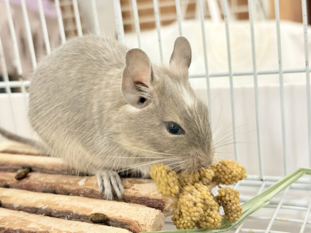 デグー