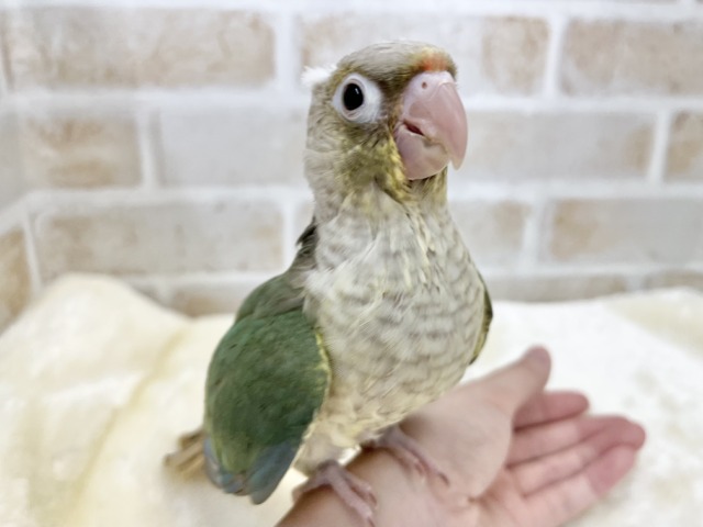 【🆙最新画像あり‼️】人と遊ぶの大好き🤩🎶 ウロコインコ(ブルーシナモン) ホオミドリウロコインコ
