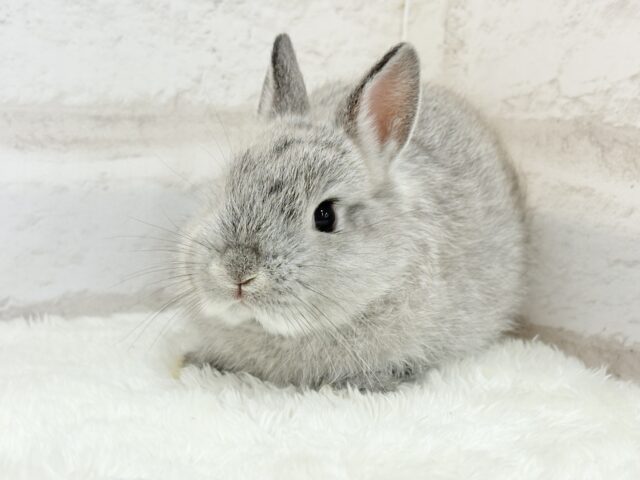 【最新画像更新🪄】ぬいぐるみ的もふふわ感🐰🫧ネザーランドドワーフ(グレー)男の子 ネザーランドドワーフ