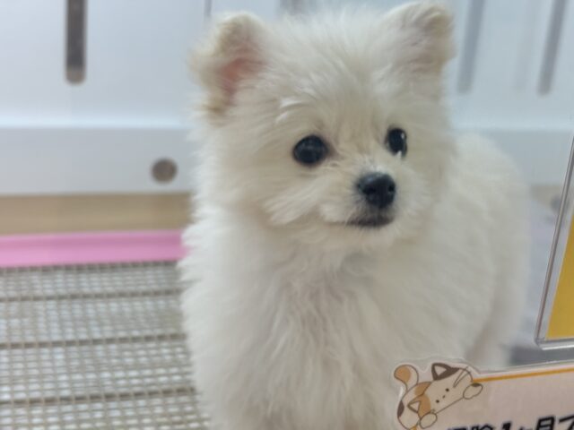 チワプー