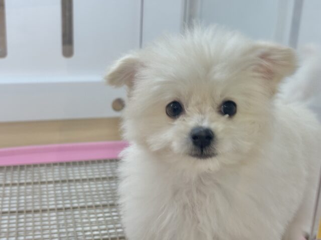 チワプー
