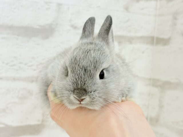 【最新画像更新🪄】ぬいぐるみ的もふふわ感🐰🫧ネザーランドドワーフ(グレー)男の子 ネザーランドドワーフ