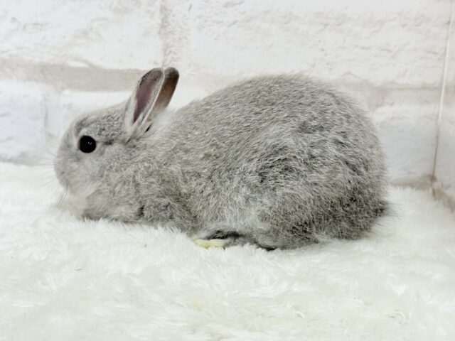 【最新画像更新🪄】ぬいぐるみ的もふふわ感🐰🫧ネザーランドドワーフ(グレー)男の子 ネザーランドドワーフ