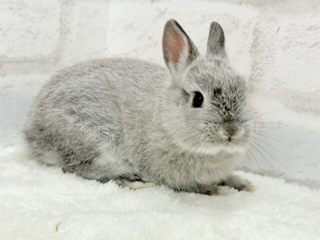 【最新画像更新🪄】ぬいぐるみ的もふふわ感🐰🫧ネザーランドドワーフ(グレー)男の子 ネザーランドドワーフ