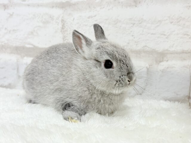 【最新画像更新🪄】ぬいぐるみ的もふふわ感🐰🫧ネザーランドドワーフ(グレー)男の子 ネザーランドドワーフ