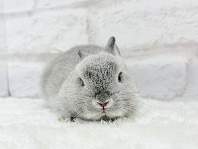 【最新画像更新🪄】ぬいぐるみ的もふふわ感🐰🫧ネザーランドドワーフ(グレー)男の子 ネザーランドドワーフ