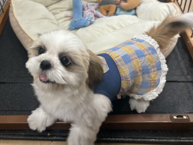 シーズー