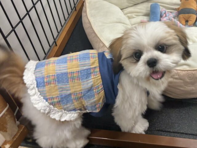 シーズー