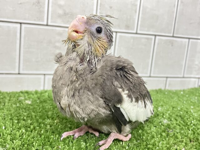 オカメインコ