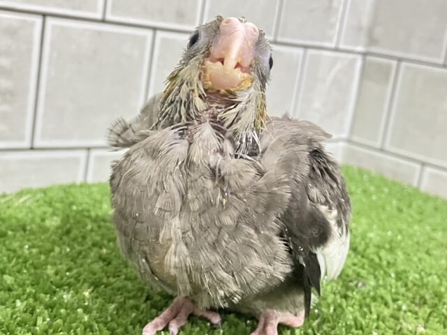 春眠SUNNY☀️*°オフトゥンほしぃ、、🐑💤オカメインコ(ノーマル/2026年2月生まれ) オカメインコ